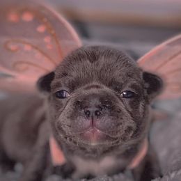 Bulldogs and French Bulldogs from Bomb City Bulldogs