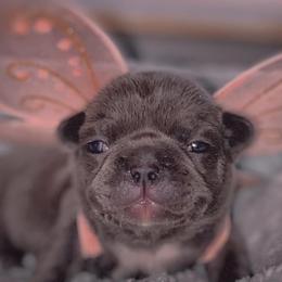 Bulldogs and French Bulldogs from Bomb City Bulldogs