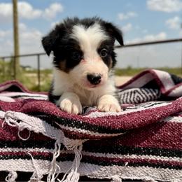 Chaos - Tri-color male Border Collie puppy in Odessa, Texas from High Velocity Stockdogs