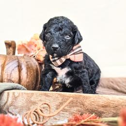 Cobalt - Black male Poodle puppy in Gaylord, Michigan from Dog Mom Co. Poodles