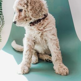 Goldendoodle, Labradoodle, and Poodle Puppies from Noble Friend Breeders LLC