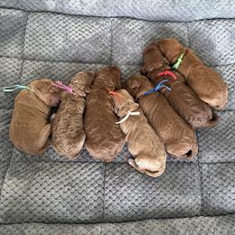 Goldendoodle puppies from Mountain Grove Doodles