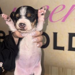 Piebald Girl - Piebald female Dachshund puppy in Brownsville, California from Pine & Pasture Dachshunds