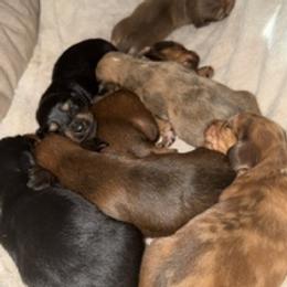 Dachshund puppies from Chappell Stables