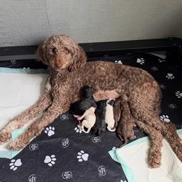 Parti Girl - Parti female Goldendoodle puppy in Toledo, Ohio from Avery Doodle Day LLC
