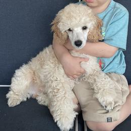 Ares - Cream male Poodle puppy in Leesburg, Florida from Merrily Miniature Poodles