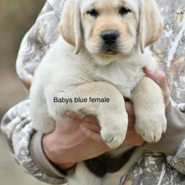Blue female - Yellow female Labrador Retriever puppy in Mississippi from Sure Shot English Labs