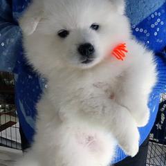 ORANGE - Vincent VAN GOGH - White male American Eskimo Dog puppy in Redlands, Ca, Usa, California from Tribe of Aryelle