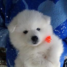 ORANGE - Vincent VAN GOGH - White male American Eskimo Dog puppy in Redlands, Ca, Usa, California from Tribe of Aryelle