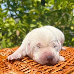 Labrador Retriever puppies from Legendary Labs of California