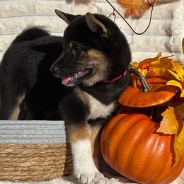 Cherry - Black and tan female Shiba Inu puppy in Elizabeth, New Jersey from Shiba Inu Loving Care