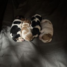 Cavalier King Charles Spaniel Puppies from Blue Ridge Cavaliers