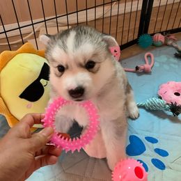 Siberian Husky Puppies from Canace Siberians