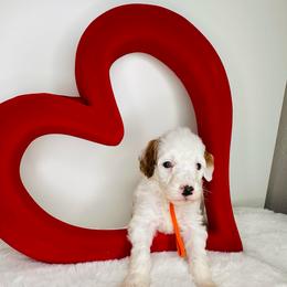 Orange Collar - Parti female Goldendoodle puppy in Miami, Florida from GoldStar Doodles USA
