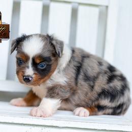 Spotlight - Blue merle male Miniature American Shepherd puppy in Granbury, Texas from Best Little Aussies