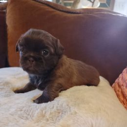 Rocky - Liver male Shih Tzu puppy in Grand Prairie, Texas from R&R Shih-Tzus & Stud Services