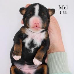 Mel - Tri-color female Bernedoodle puppy in Comanche, Texas from Central Texas Doodles, LLC.