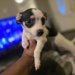 Boy2 - Black and white male Chihuahua puppy in Oklahoma City, Oklahoma from Teacup Chihuahuas and Friends