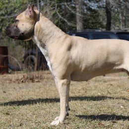 American Pit Bull Terriers and American Staffordshire Terriers from Mythos K9s