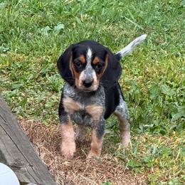Deacon - Black tan and bluetick male Beagle puppy in Lockney, West Virginia from S&T Kennels