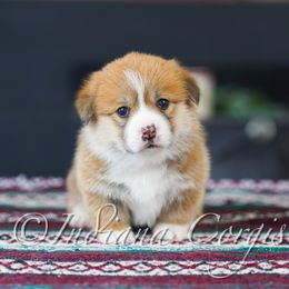 Pembroke Welsh Corgi Puppies from Indiana Corgis LLC