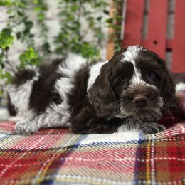 St. Nick - Chocolate male Australian Labradoodle puppy in Brush Prairie, Washington from Fancy Pants Labradoodles