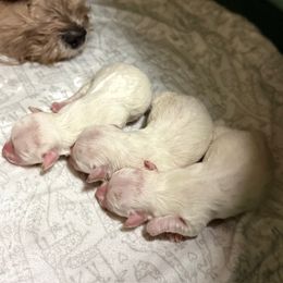 Coton de Tulear Puppies from Young at Heart Cotons