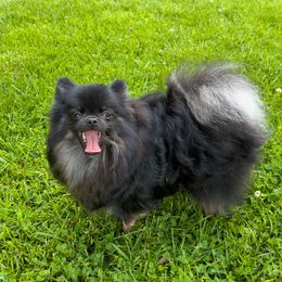 Potter - Pomeranian