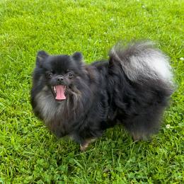 Potter - Pomeranian