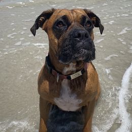 Fin - Boxer