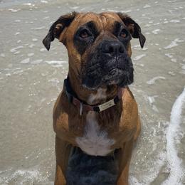 Fin - Boxer