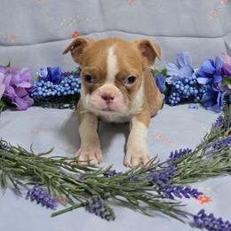 Lilac Boy - Lilac male Boston Terrier puppy in Corsicana, Texas from JT Bostons