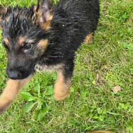 Girl 1 - Black and tan female German Shepherd puppy in Oconomowoc, Wisconsin from Vom Haus Borchardt GSD Kennels