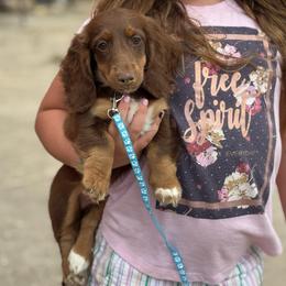 Indie - Chocolate female Dachshund puppy in Wisconsin from Three K Miniature Dachshunds
