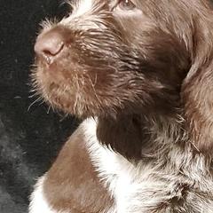 Bracco Italianos, Kleine Munsterlanders, and Spinoni Italiani from Lumpy's Kennels