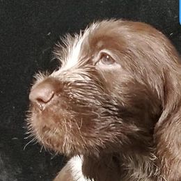 Bracco Italianos, Kleine Munsterlanders, and Spinoni Italiani from Lumpy's Kennels