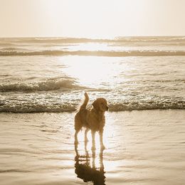 Golden Retrievers from Winter Hazel Golden Retrievers