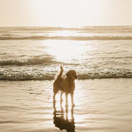 Golden Retrievers from Winter Hazel Golden Retrievers