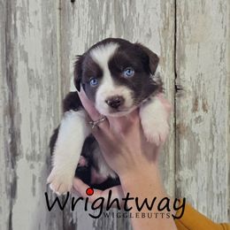 Millet - Red & white female Miniature Australian Shepherd puppy in Dowagiac, Michigan from Wrightway Wigglebutts