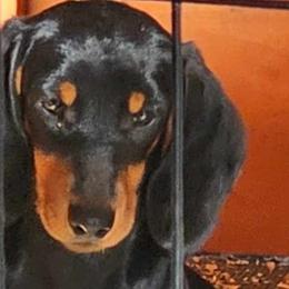 SORA - Dachshund