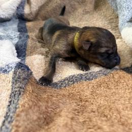 A1-8 Sable Boy (Runt) - Sable male German Shepherd puppy in Lincoln, California from Valor-K9s