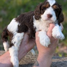Curly - Tri-color male Cavapoo puppy in Coshocton, Ohio from Forever Family Puppies