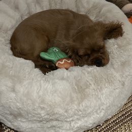 Cavalier King Charles Spaniel Puppies from Eastwick Paws Cavaliers