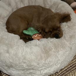 Cavalier King Charles Spaniel Puppies from Eastwick Paws Cavaliers