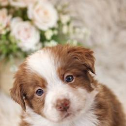 Maple - Red merle female Toy Australian Shepherd puppy in Princeton, Louisiana from Legacy Hill Aussies