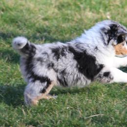 Border Collie, English Setter, and Miniature American Shepherd Puppies from First Harmony Farms