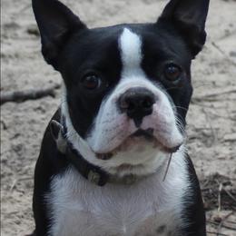Heidi - Boston Terrier