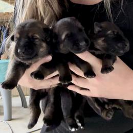 German Shepherd Puppies from FuryHaus German Shepherds