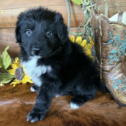 Amy - Black & white female Australian Shepherd puppy in Mc Alpin, Florida from RussKris Farms Aussies