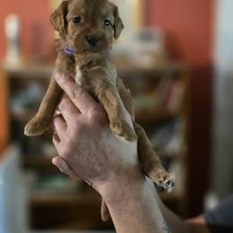 Elizabeth - Apricot female Goldendoodle puppy in Milton, Florida from Sutton Place Doodles